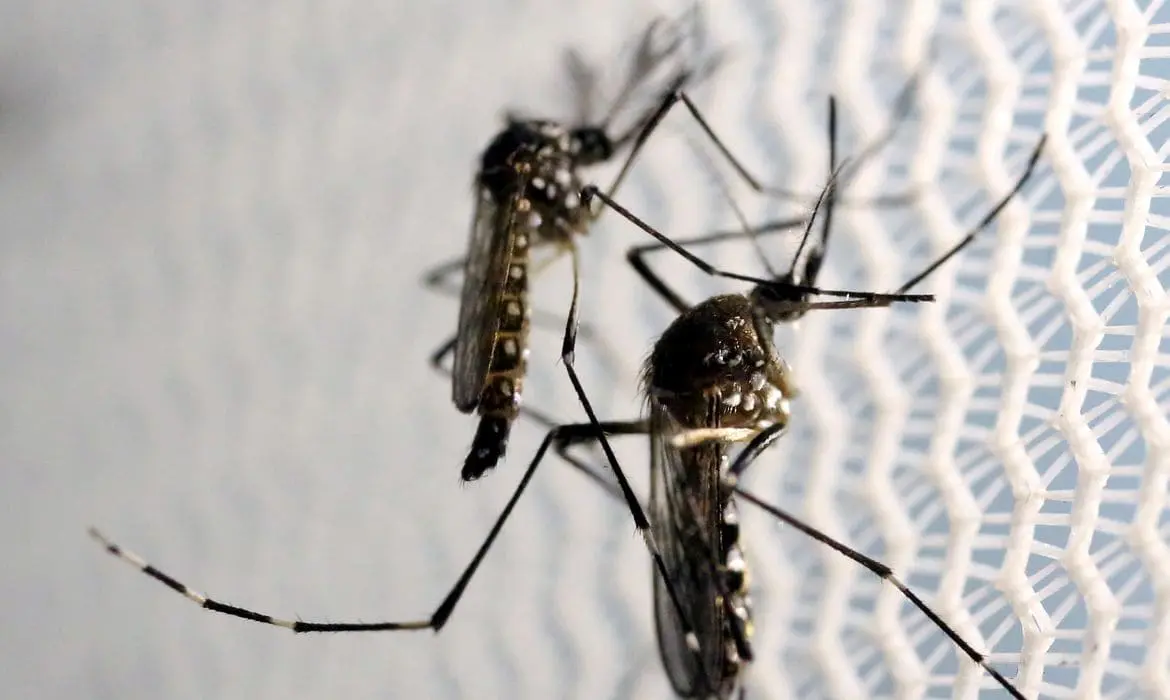 São Paulo terá força-tarefa de combate ao Aedes aegypti
