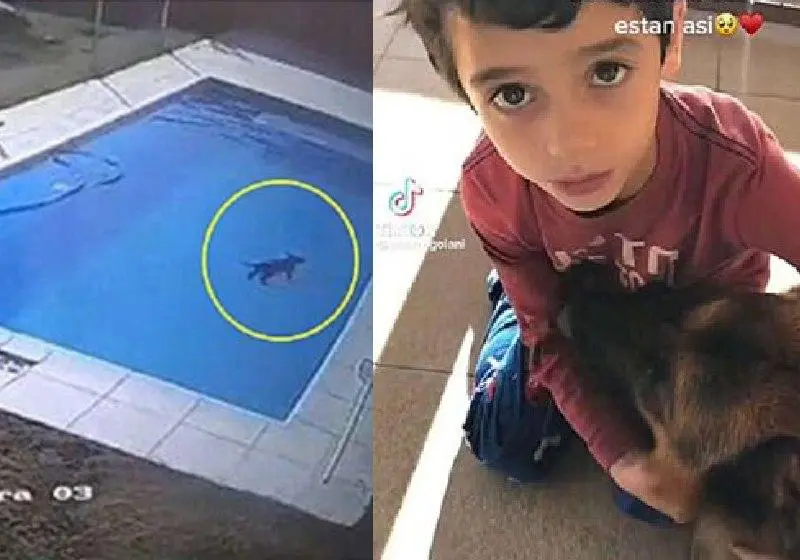 Menino herói de 5 anos pula em piscina e resgata cão no frio de 5°C 