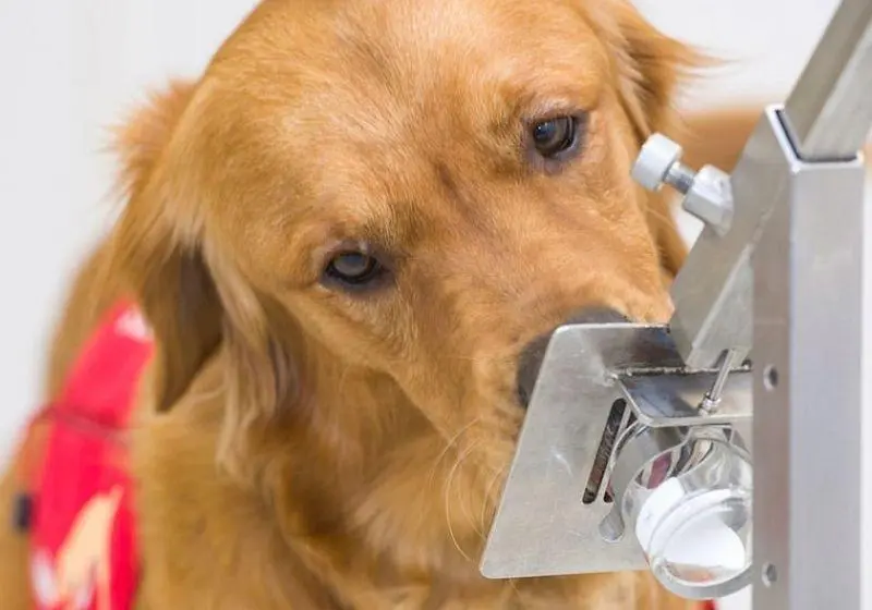 Cães conseguem farejar Covid pelo suor humano com acerto de 96,4%