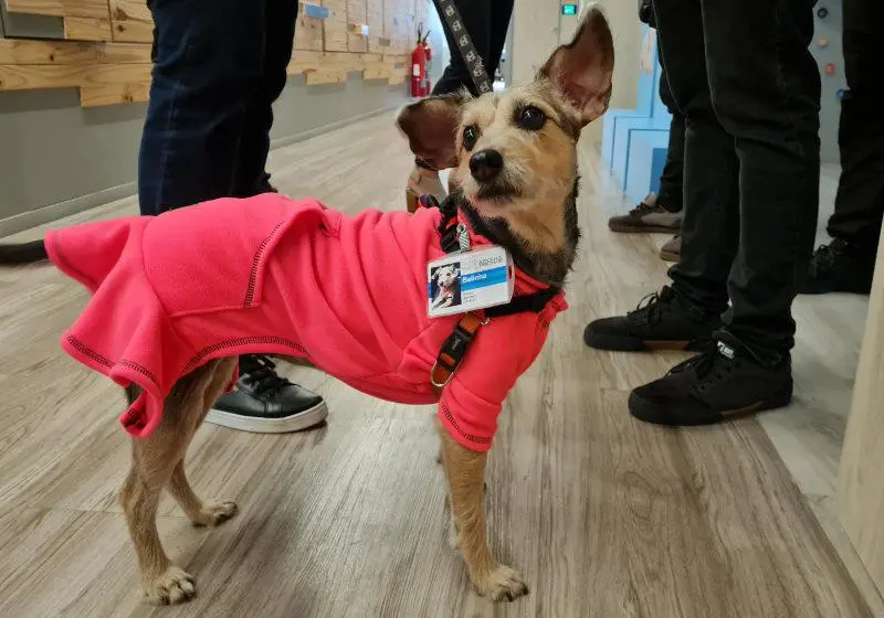 Nestlé libera funcionários com seus pets no trabalho com direito a crachá