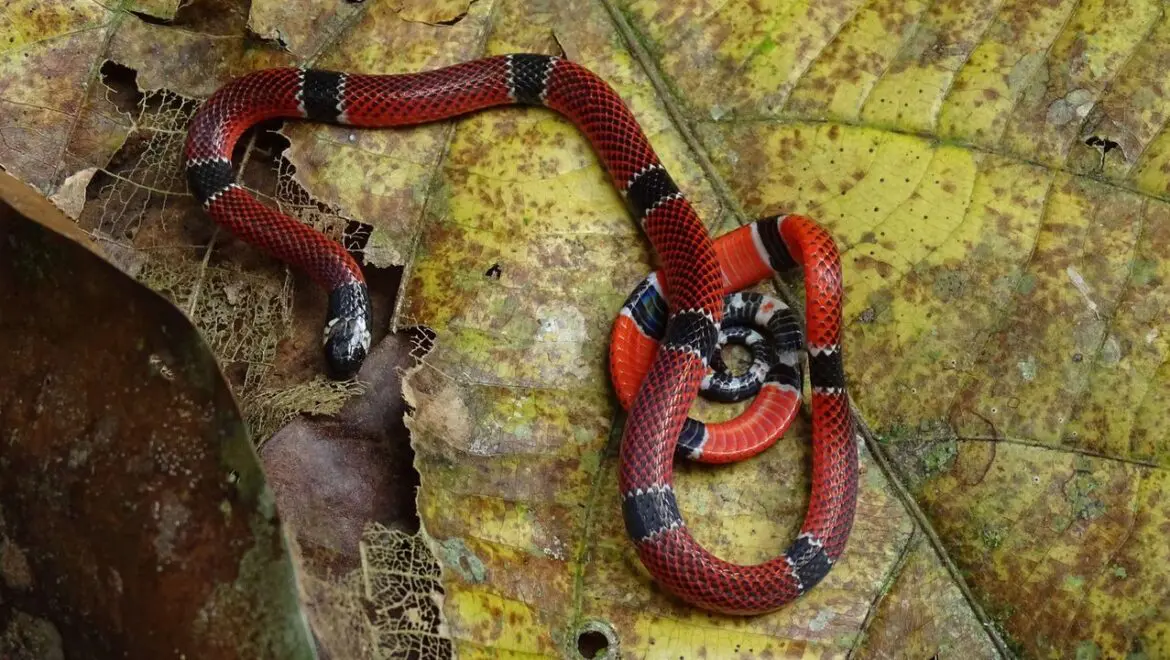 Menino de 6 anos é picado por cobra mais venenosa do país