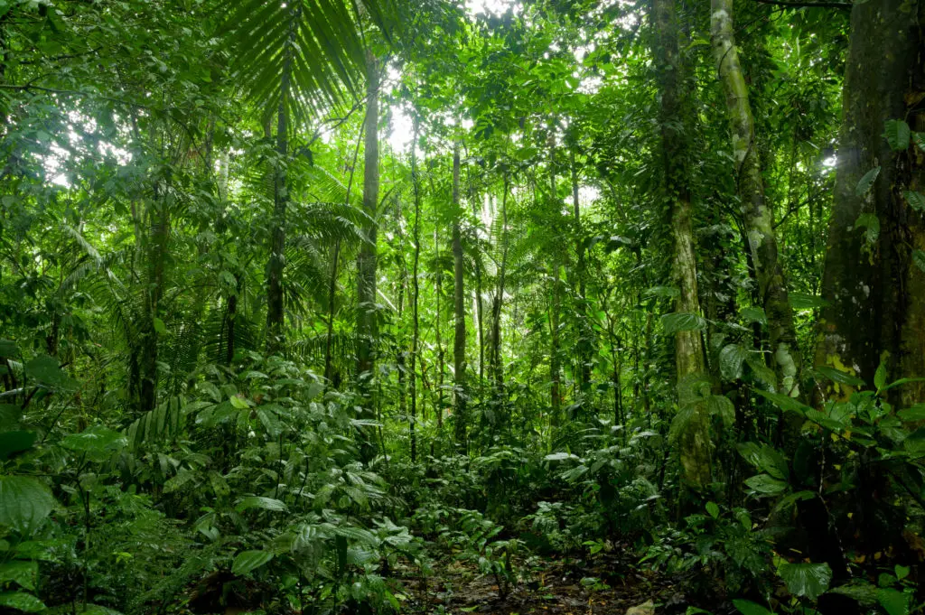 Helicóptero da Funai cai na floresta amazônica com 7 passageiros