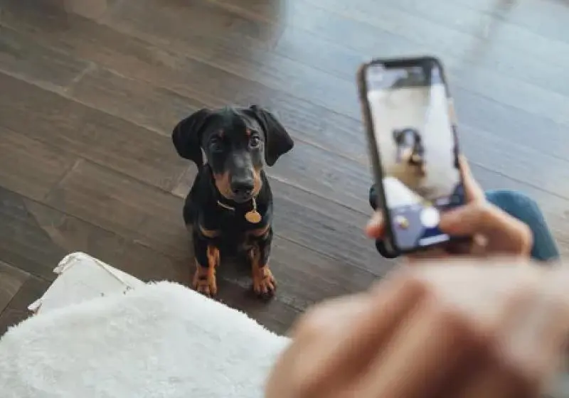 Aplicativo gratuito promete ajudar a localizar cães e gatos perdidos