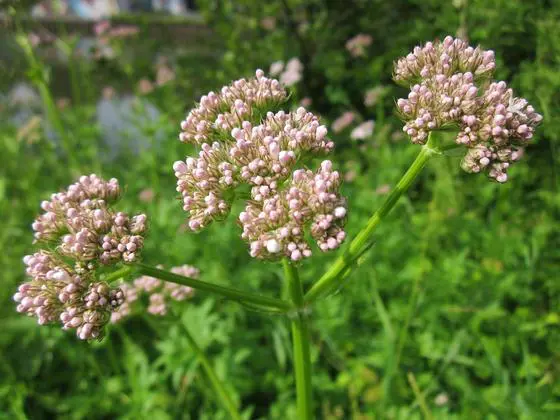 Valeriana: saiba mais sobre este calmante natural que pode ajudar no combate ao estresse e insônia