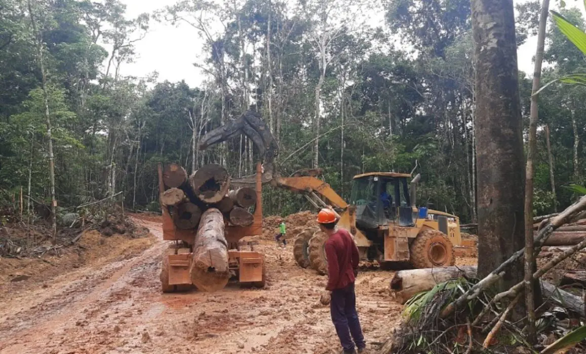 Defeso Florestal: Ipaam anuncia fim de período restritivo para exploração florestal no Amazonas