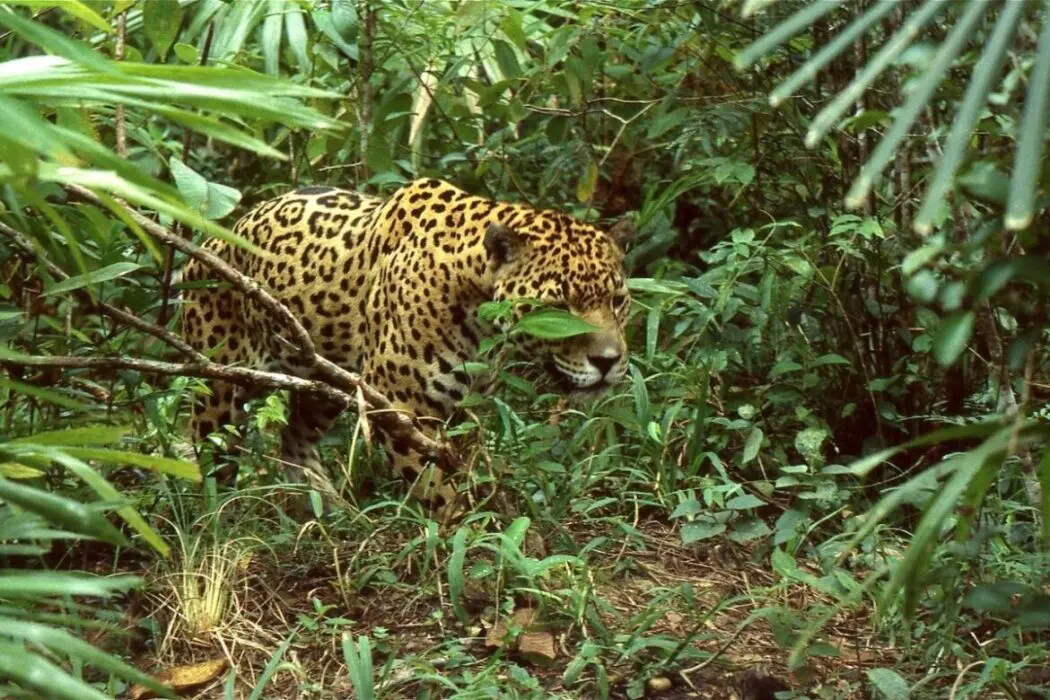 Duas onças e outros 18 animais foram envenenados no Pantanal, diz PF