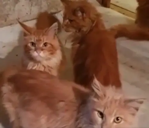 Mulher é comida pelos 20 gatos de estimação após morrer em casa