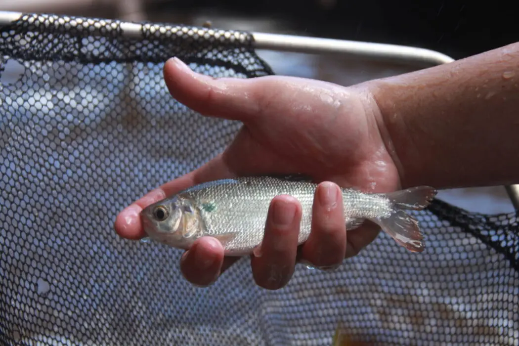 Seleção para Doutorado em Biologia de Água Doce e Pesca Interior do Inpa oferece 14 vagas