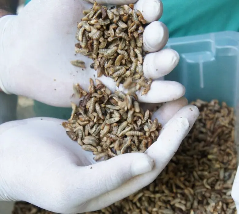 Pesquisa utiliza larvas de inseto como alternativa sustentável para composição de rações para peixes