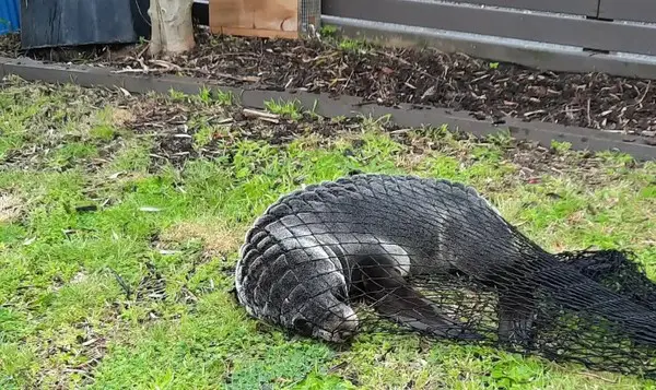 Foca invade casa após perseguir gato de pesquisador marinho