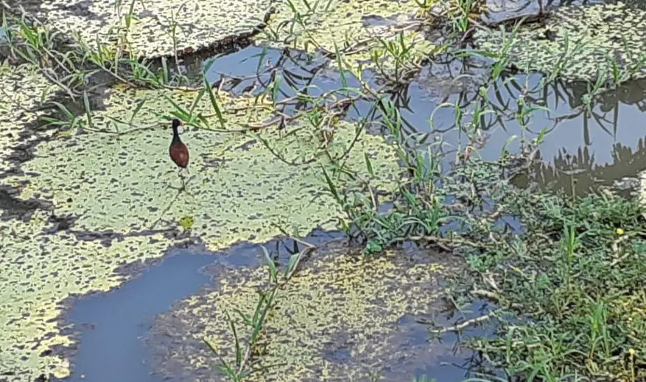 Fapeam oferece oportunidade para pesquisadores do Amazonas em monitoramento da biodiversidade e do ecossistema