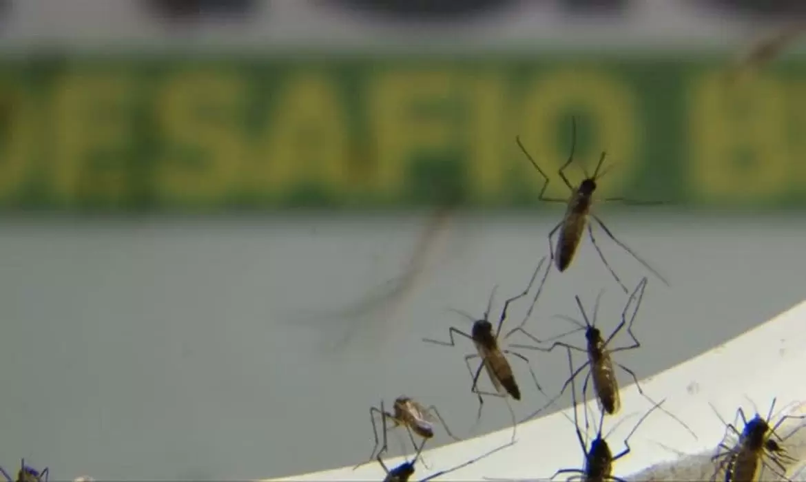 No Rio, infestação de Aedes aegypti é maior no centro e na zona oeste