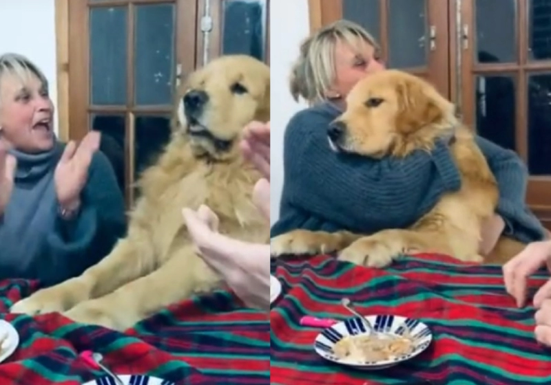 Cão se empolga quando cantam ‘parabéns’ para ele e vídeo viraliza