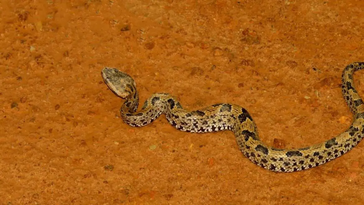 Criança se salva de ataque após morder e matar cobra venenosa