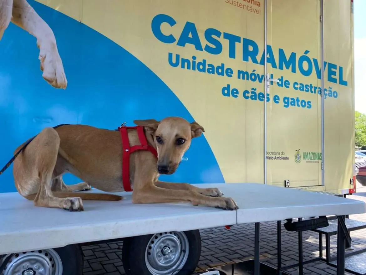 Castramóvel oferece mais de 450 vagas para castração gratuita de animais no Educandos e em Petrópolis
