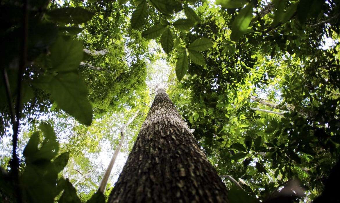 Governo estuda ampliar faixa de fronteira da Amazônia Legal