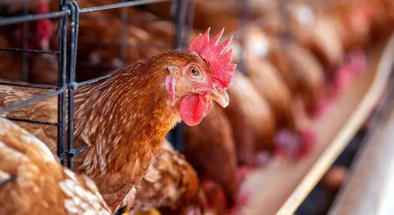 China encerra embargo e libera frango do RS após surto sanitário