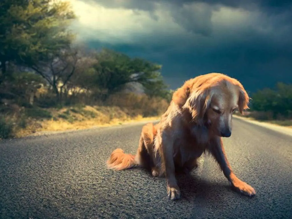 Abandono de animais é tema da Campanha ‘Dezembro Verde’