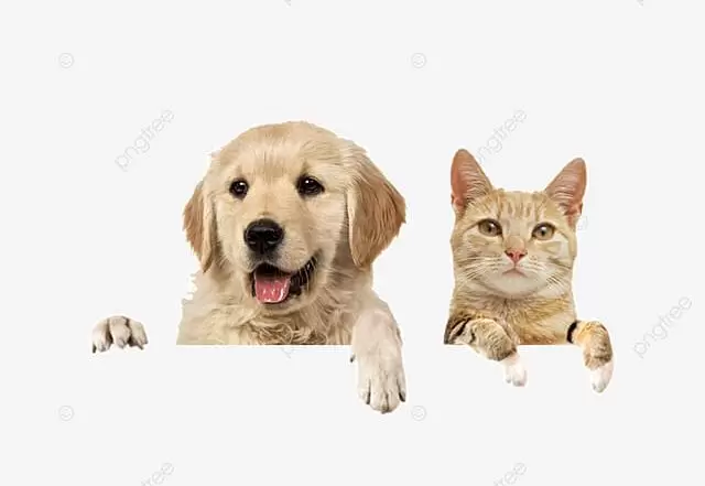 Câmara Municipal de Manaus terá espaço exclusivo para cães e gatos