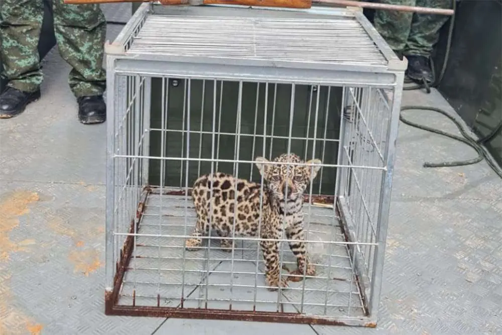 Caçador é preso ao tentar vender filhote de onça-pintada por R$ 20 mil em Manaus