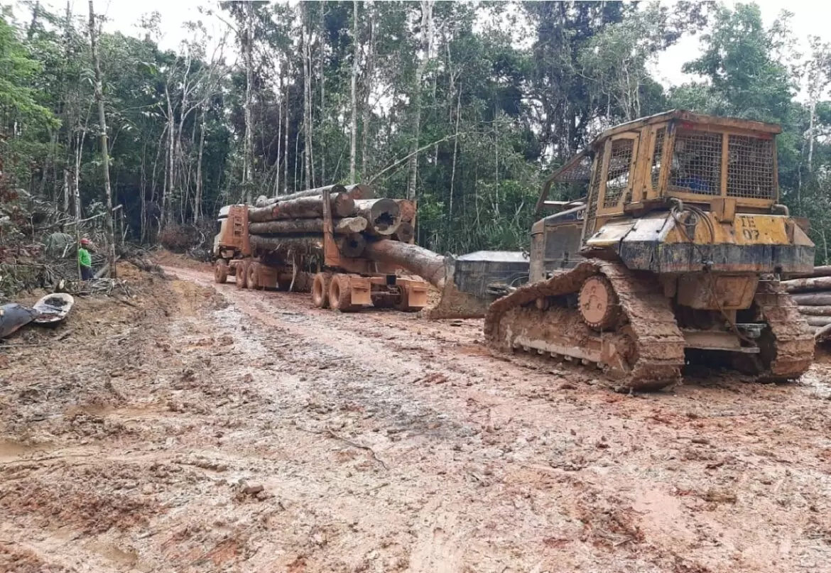 Ipaam alerta sobre período do Defeso Florestal no Amazonas