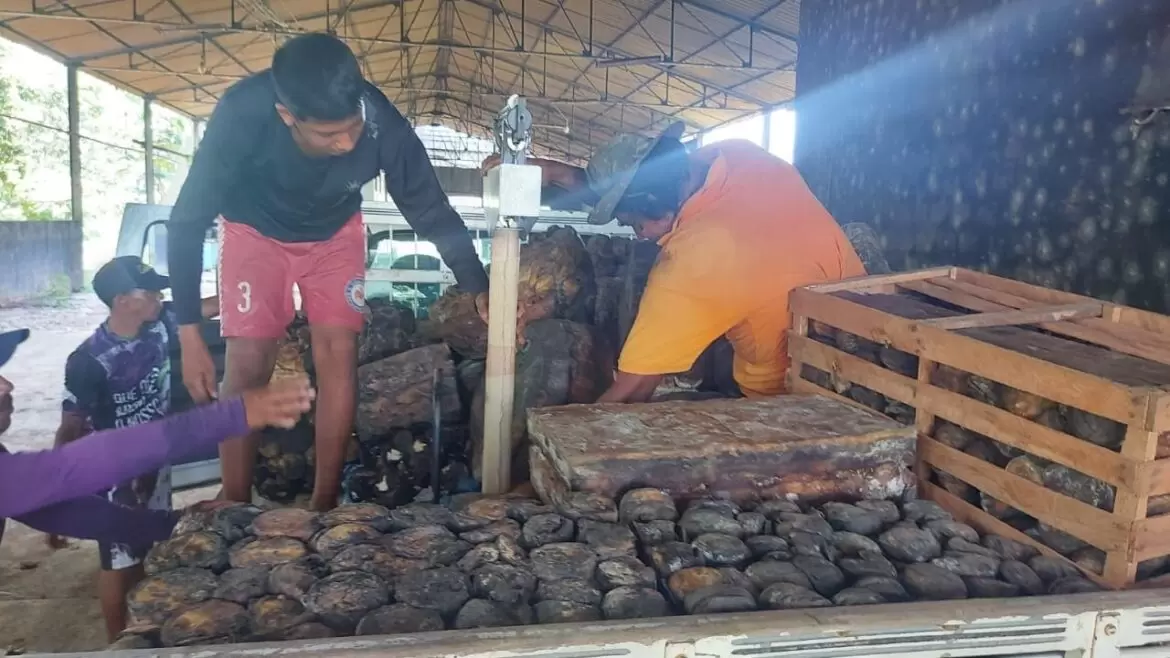 Idam acompanha seringueiros da extração à comercialização da borracha, em Manicoré