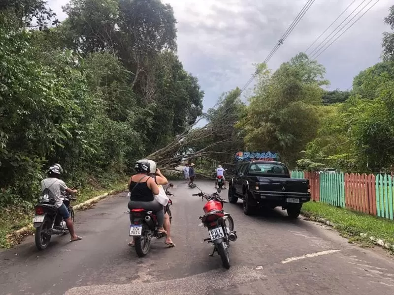 Árvore desaba, derruba fiação elétrica e interdita estrada do Contorno em Parintins