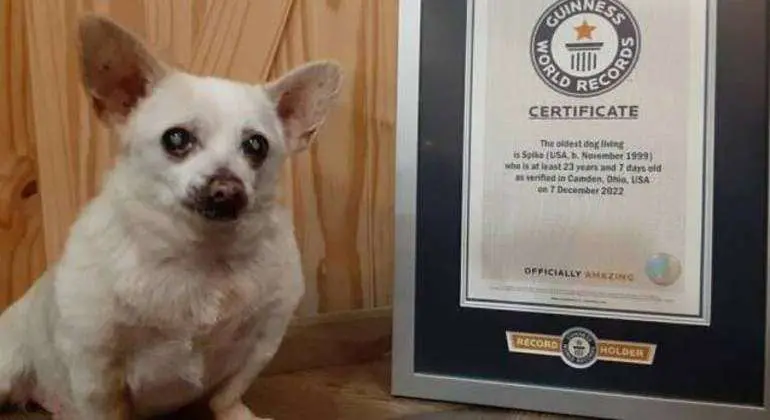 Chihuahua é eleito cachorro mais velho do mundo aos 23 anos de idade