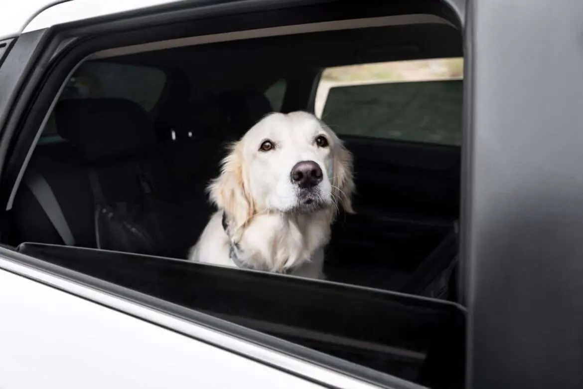 Férias de fim de ano podem causar estresse em animais e tutores