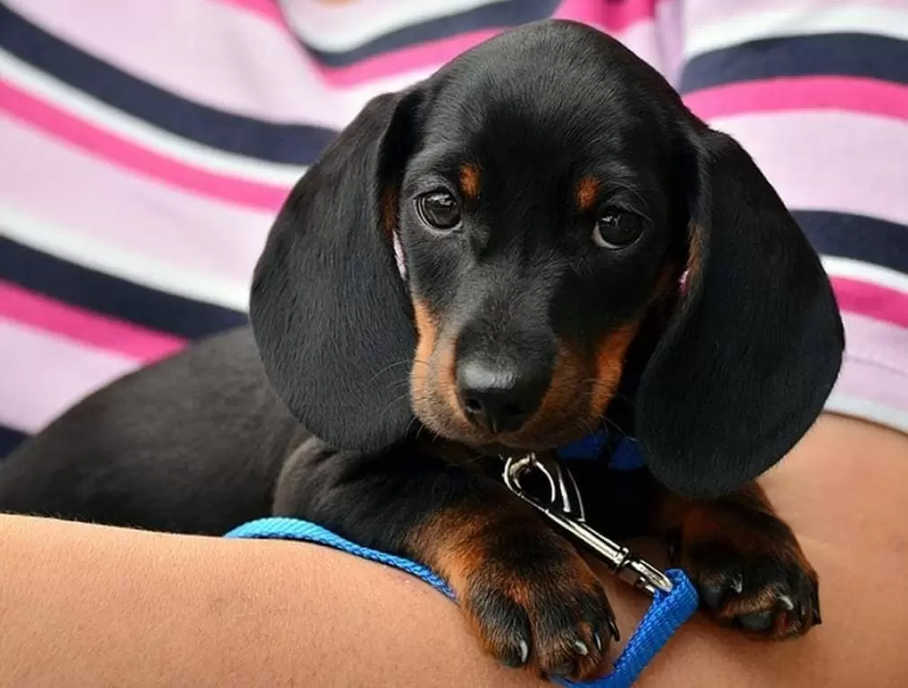 Mercado pet em crescimento: Brasil é o 3º país com mais pets