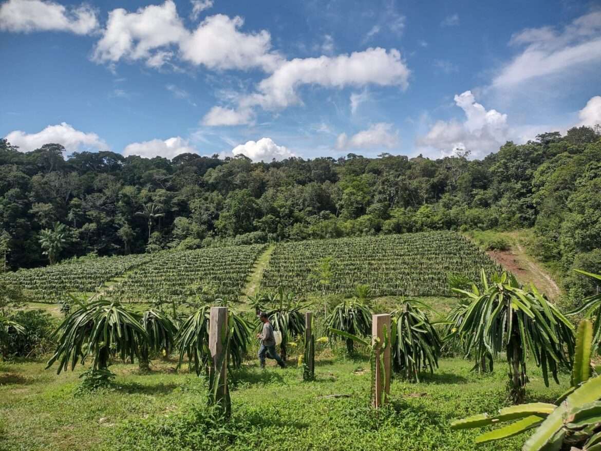 Cultura da Pitaya oferece oportunidades para o desenvolvimento rural no Amazonas