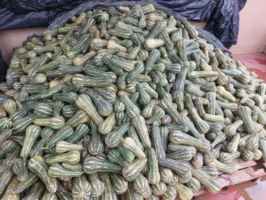 Balcão de Agronegócios: ADS auxilia no escoamento de 5,8 toneladas de abobrinha-paulista