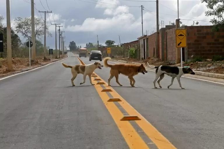 Projeto de lei torna obrigatório socorrer animais atropelados