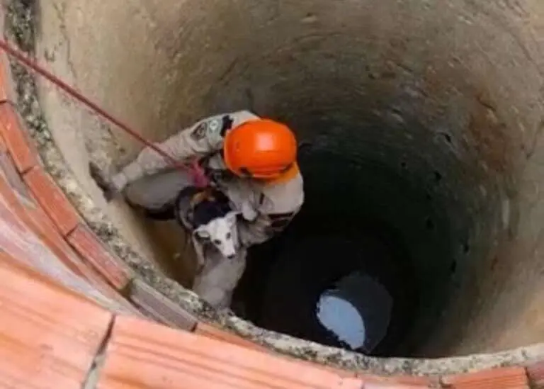 Corpo de Bombeiros resgata cachorro que caiu em cacimba