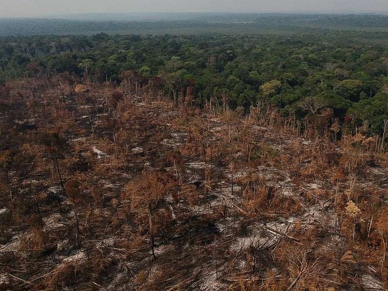 Brasil perdeu 111,7 milhões de hectares de áreas naturais em 40 anos