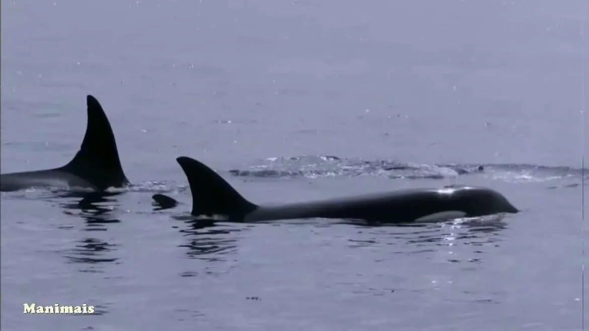 Em um dia, duas baleias orcas mataram e comeram os fígados de 17 tubarões