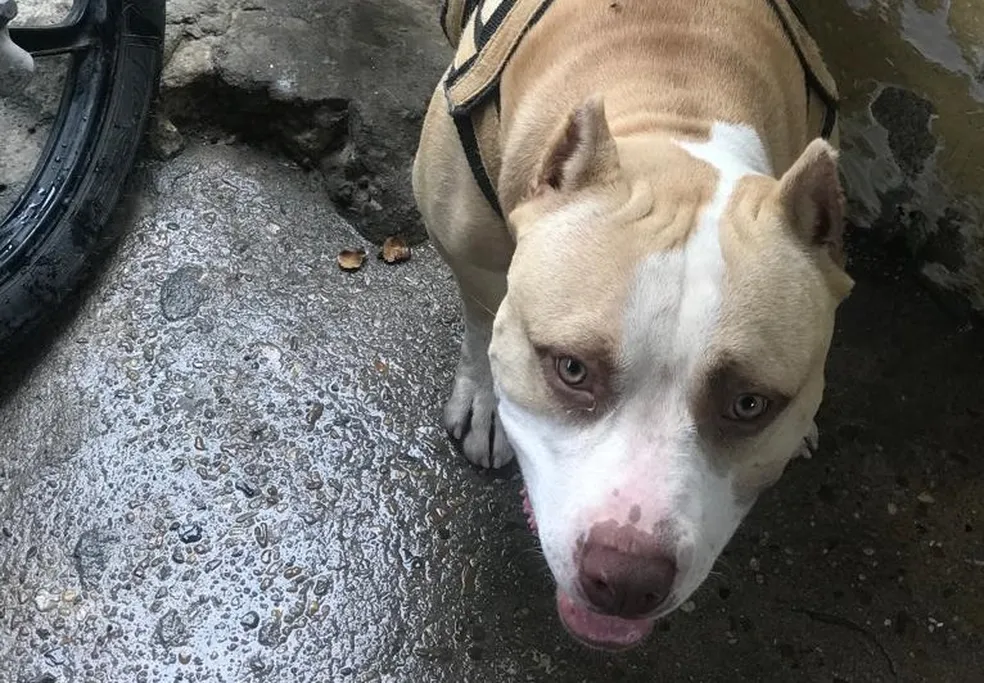 Cachorro é morto a facadas após briga na Zona Leste de Manaus