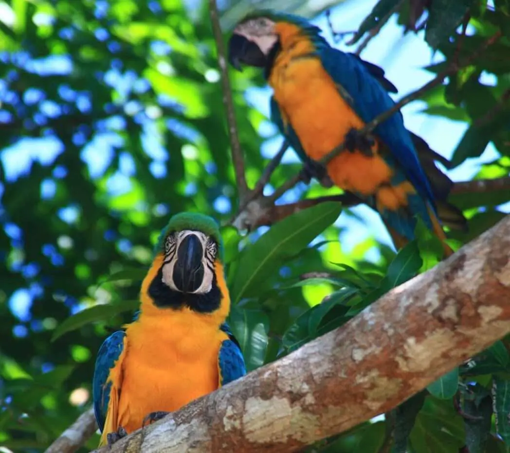 Dia Mundial do Ecoturismo: Amazonastur destaca iniciativas de turismo aliado ao meio ambiente