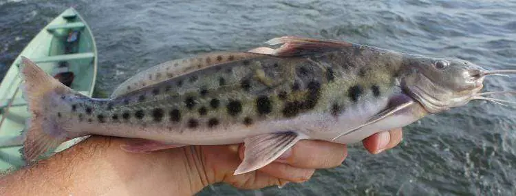 Informativo sobre a estatística pesqueira da piracatinga no Amazonas