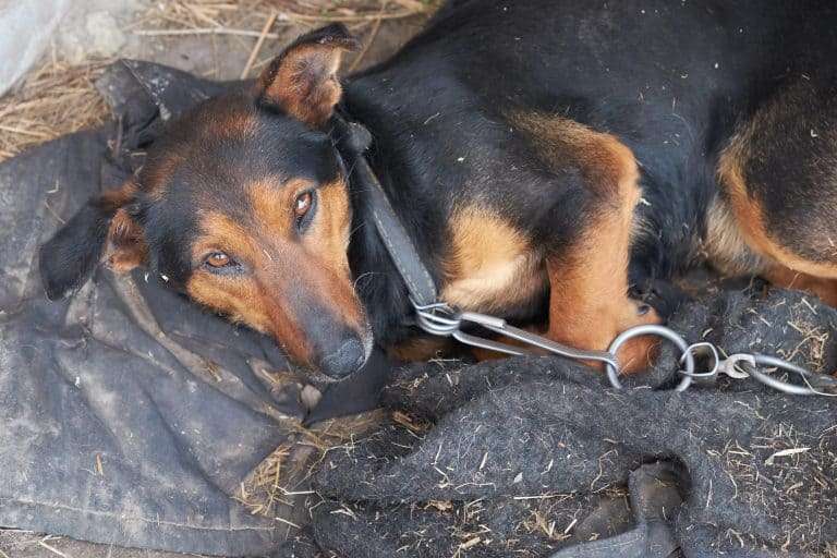 Projeto propõe criação de delegacias especializadas em proteção animal