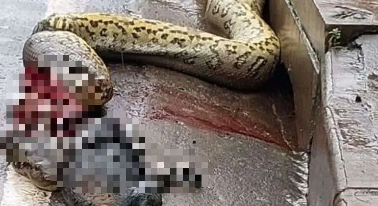 Moradores matam sucuri após pensar que ela havia comido criança
