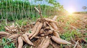 Dia da Mandioca: Idam destaca incentivos à produção no Amazonas
