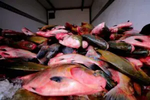 Feirão do Pescado deve comercializar 100 toneladas de peixe a partir desta quarta-feira (5)