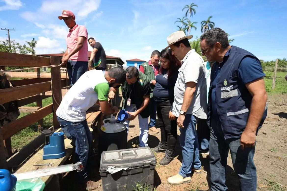 Governo do Amazonas realiza inseminação artificial em rebanho bovino, em Autazes
