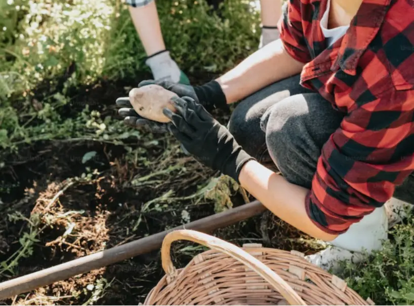 Fertilizantes especiais: carbonato de potássio é peça-chave