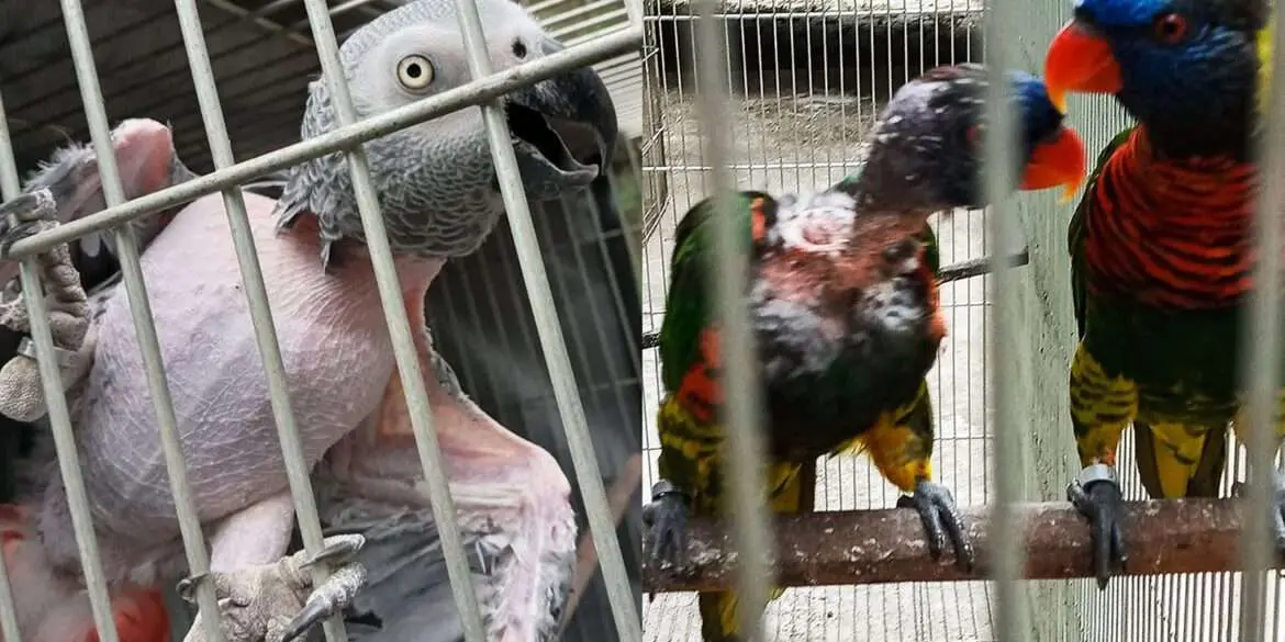 Diretora do Meio Ambiente defende penas mais duras contra maus-tratos de animais silvestres