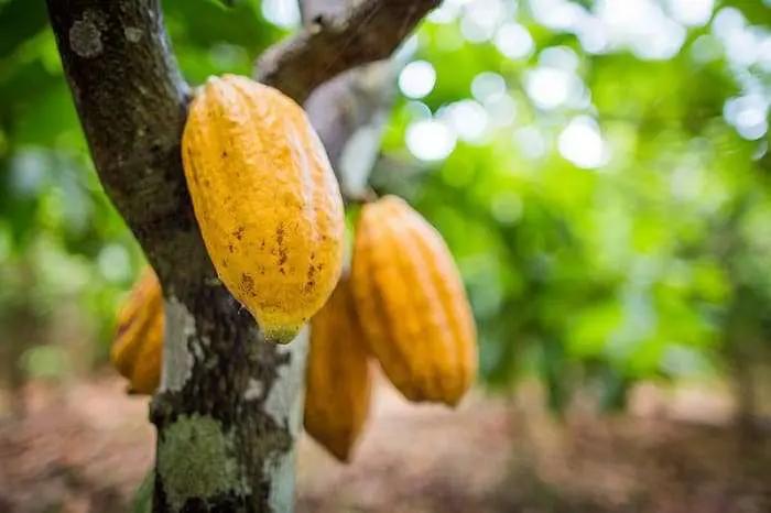 Páscoa 2023: Idam incentiva produção de cacau