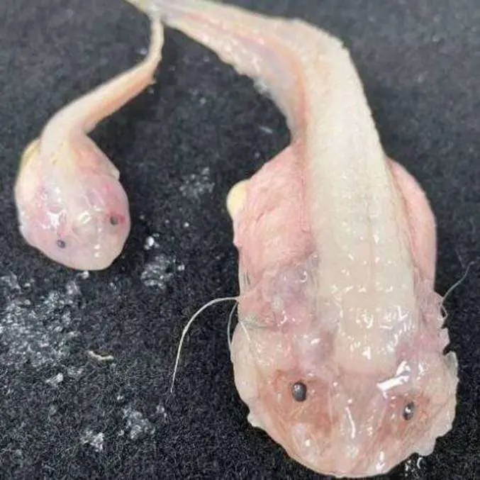 Peixe das profundezas do mar é capturado e filmado por cientistas no Japão