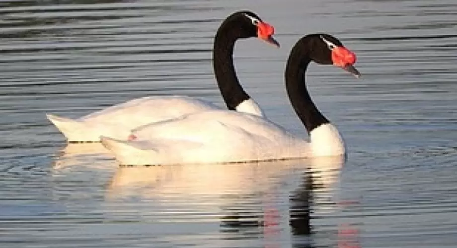 Rio Grande do Sul registra primeiro foco de influenza aviária em aves silvestres