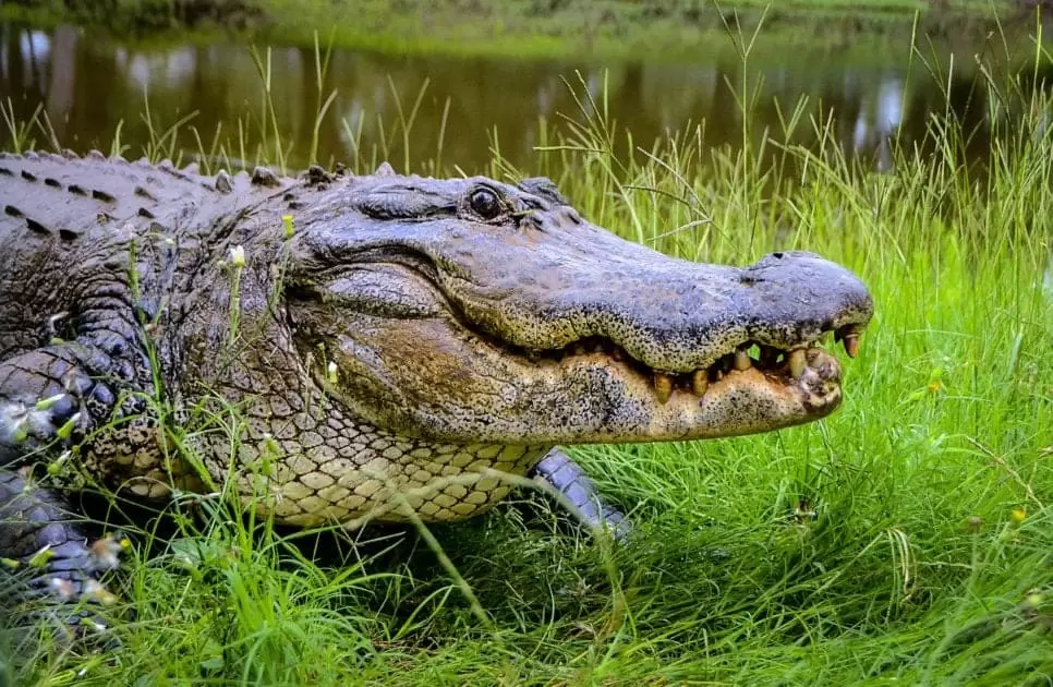 Homem pula em jacaré de 3,6 metros para salvar cachorro nos EUA